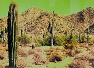 saguaro cacti of assorted sizes in the Sonoran Desert