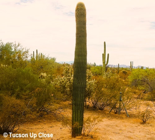 A young saguaro in a Sonoran Desert desert setting