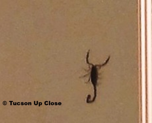 Bark scorpion on the wall of a shower