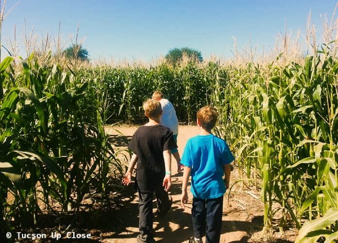 two young boys headed into a corn field