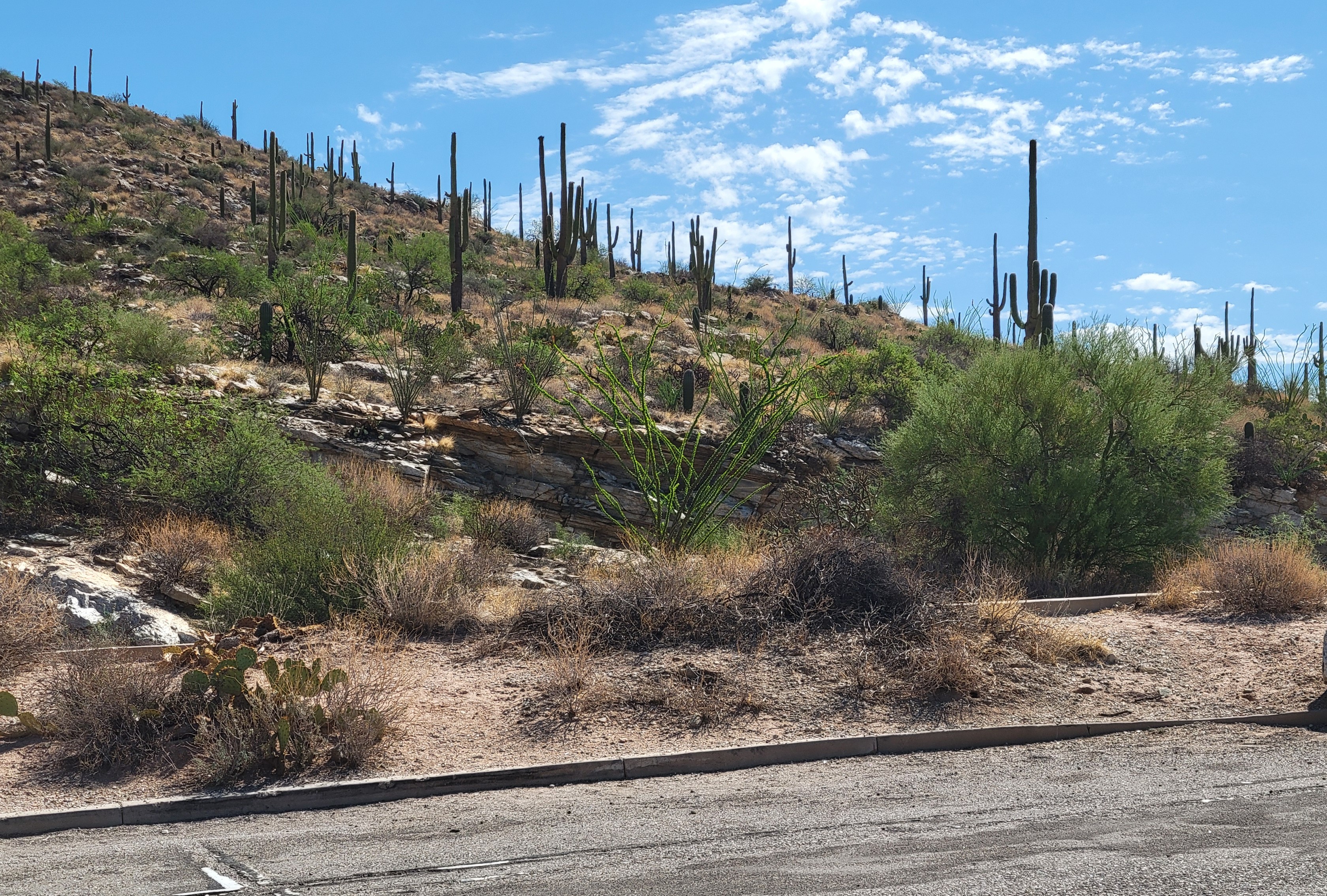 hill with saguaro cacti
