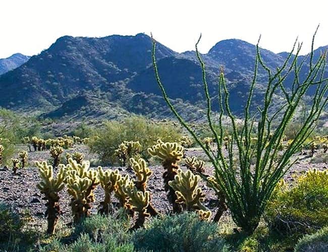 desert cacti and ocotillo  desert cacti and ocotillo