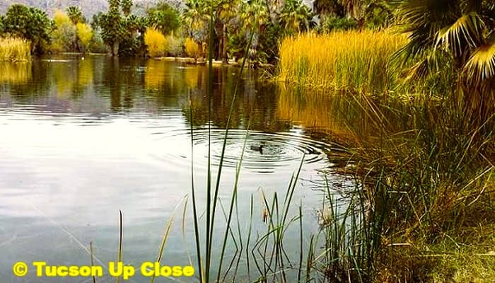 palm trees surround a small lake in the desert