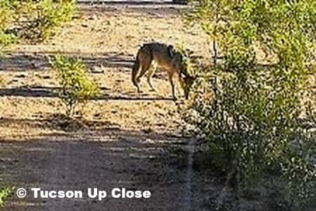 Coyote scratching around in the Sonoran Desert