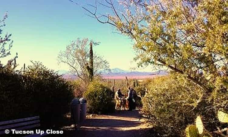 People consulting a docent at the Desert Museum in Tucson