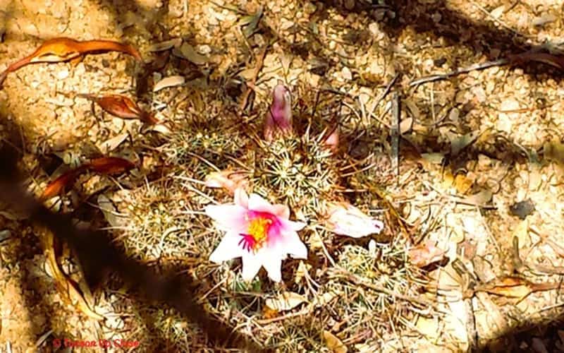 A tiny cactus flowering on the desert floor between shadows of some tree branches.