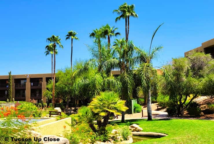 Palms scattered through the grassy grounds of a Tucson resort Palms scattered through the grassy grounds of a Tucson resort