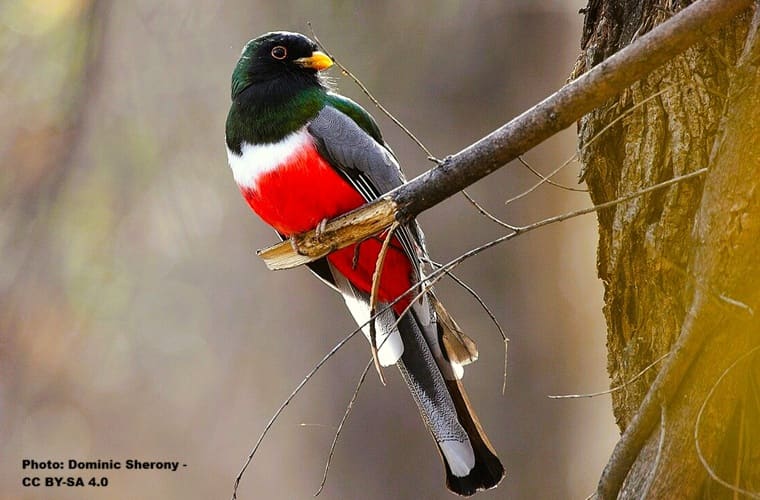 the bird called Elegan trojan is perched on a tree branch