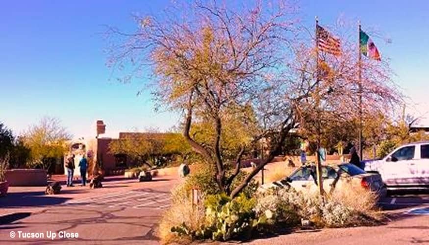 From the parking lot heading to the entrance to the Arizona-Sonora Desert Museum.