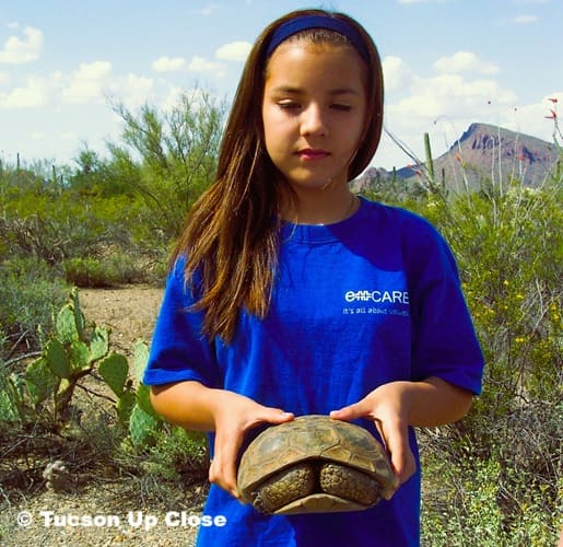 Girl holding a young desert tortoise in the Sonoran Desert of Saguaro National Park