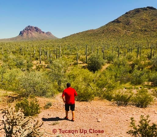 man walking through the Sonoran desert
