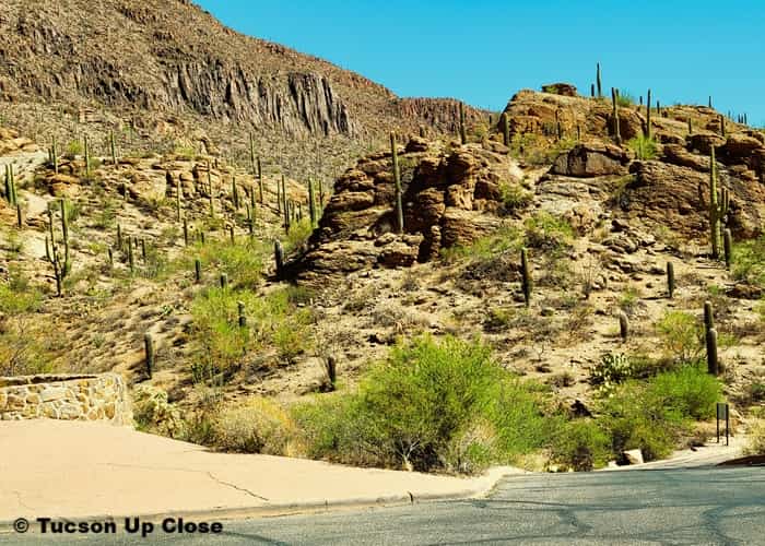 hill aside a road covered with tall cacti hill aside a road covered with tall cacti