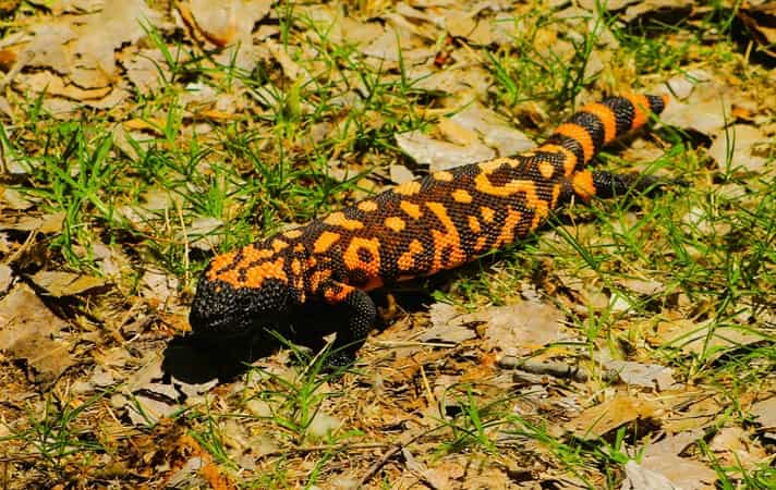 A Gila Monster lizard roaming across the Arizona desert floor
