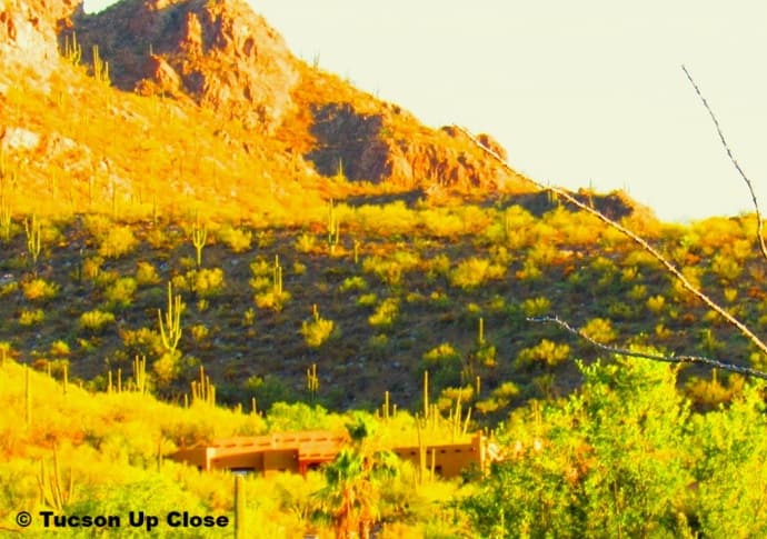 home on a hillside surrounded by saguaro cacti home on a hillside surrounded by saguaro cacti