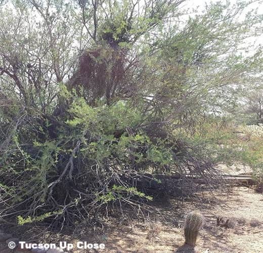 baby saguaro cactus near an ironwood tree baby saguaro cactus near an ironwood tree
