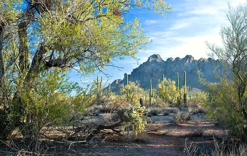 jagged mountaintops are a backdrop to a desert scene with ironwood trees and saguaro cactus