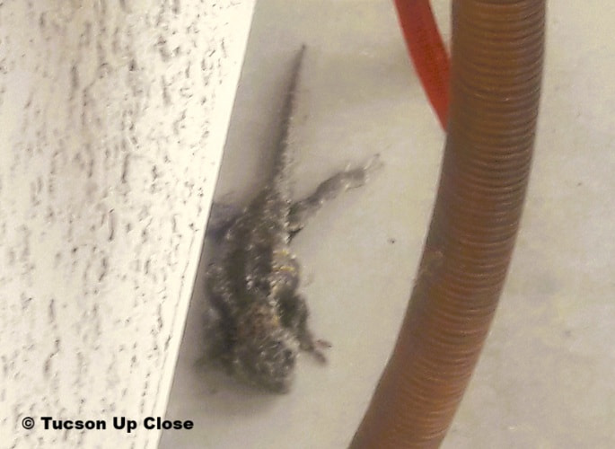Lizard on a patio in a desert setting