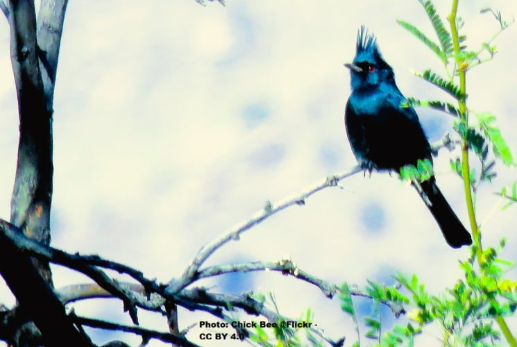 small bird with a crest sitting on a tree branch small bird with a crest sitting on a tree branch