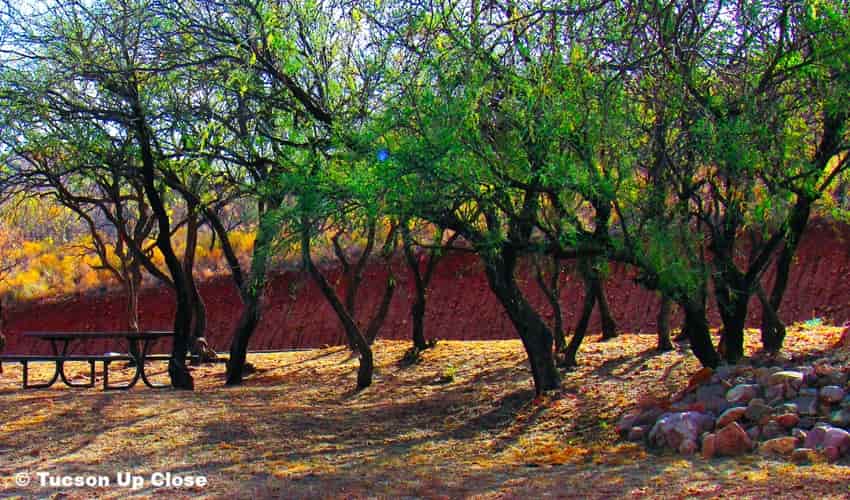 a line of mesquite trees aside a picnic table a line of mesquite trees aside a picnic table