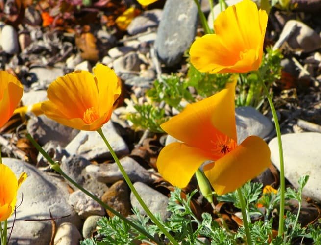 close up of Mexican Poppies