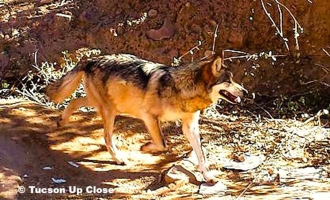 Mexican gray wolf viewed at the Desert Museum Tucson