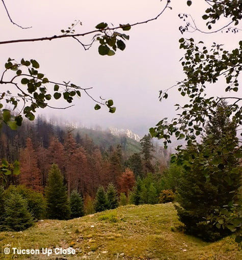view near the top of Mount Lemmon in Arizona