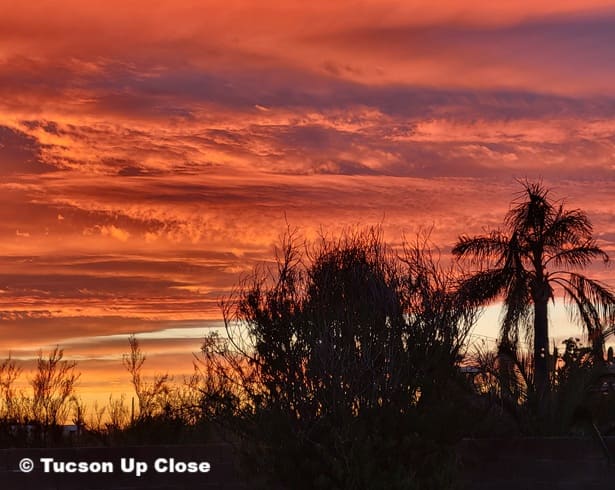 palm tree silhouette in a glowing sunset