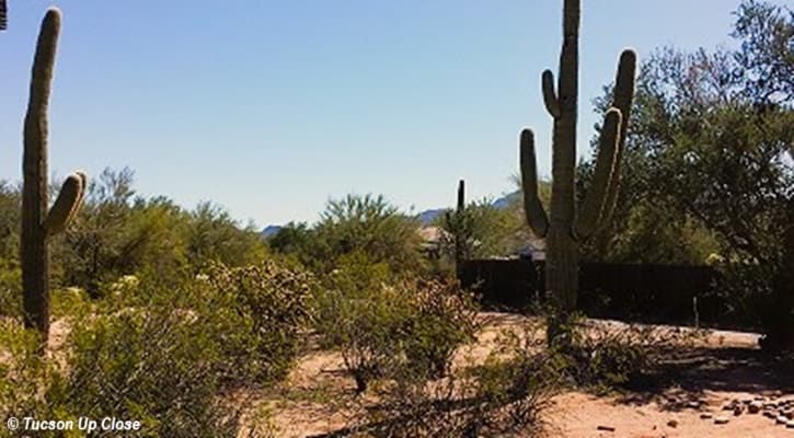 a scene in a Sonoran Desert rural neighborhood