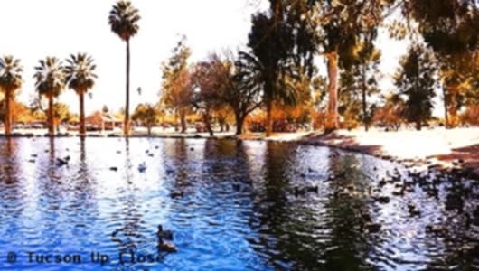 Pond with ducks swimming and palm trees in the background