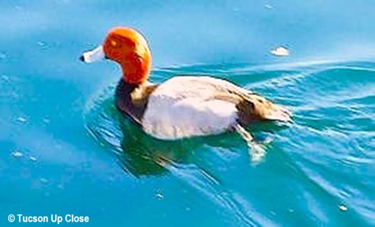 Redhead Duck Swims in small lake of Reid Park Tucson