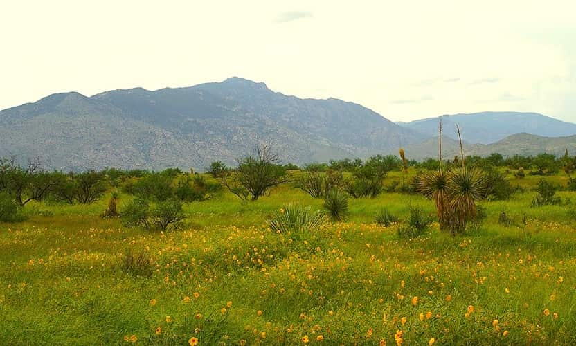 rincon mountains with wildflower field in front