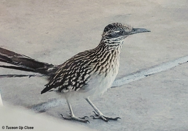 A roadrunner standing on a concrete patio.