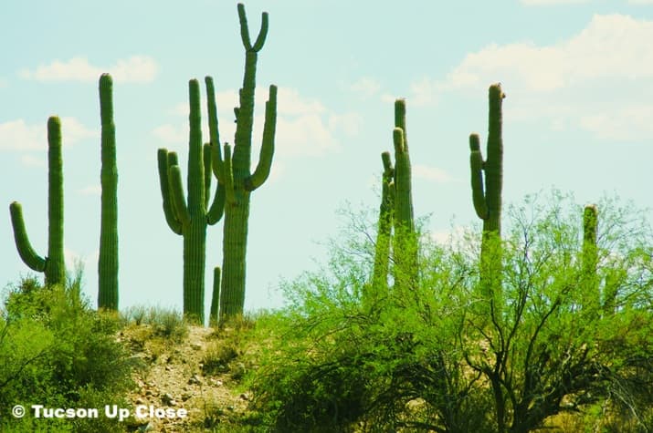 bunch of saguaro cacti lined up at the top of a hill