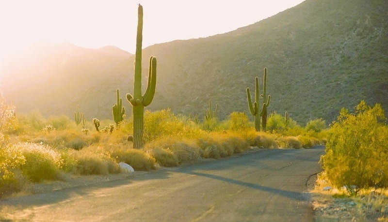 road through a desert park with glaring sun and hills