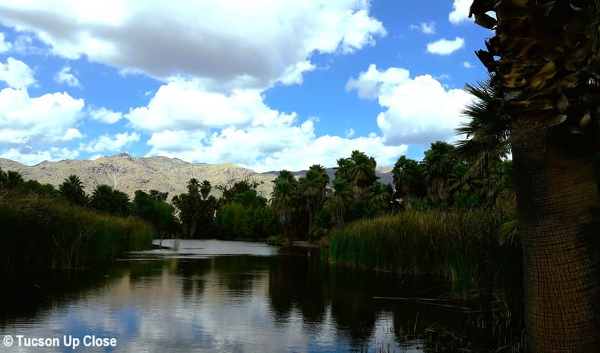Pond view amidst palms with a Catalina mountains background.
