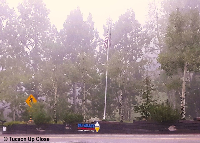 Ski Valley in Tucson area is surrounded by tall pines