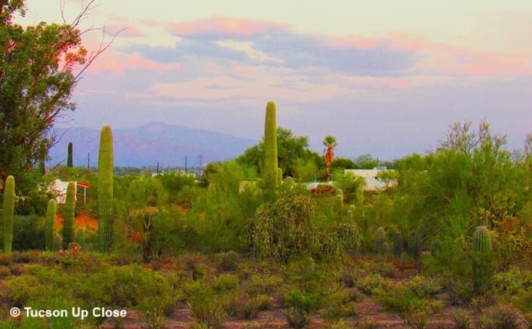 vegetation in the Sonoran Desert around Tucson AZ