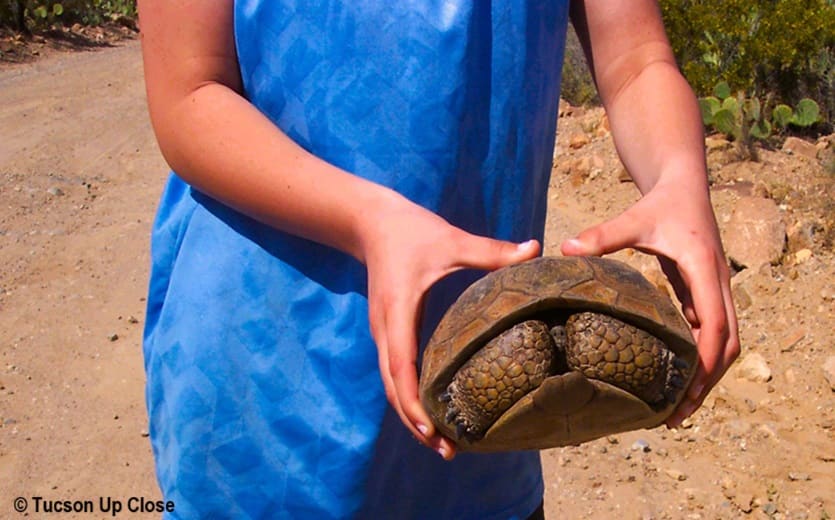 Desert tortoise being held by a girl rescuing it