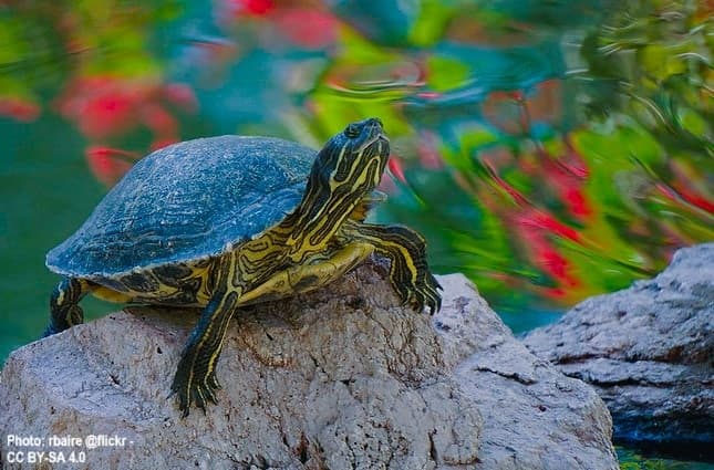 turtle on top of a rock
