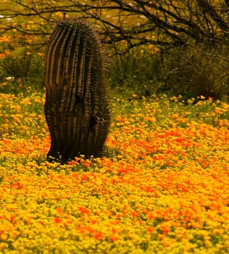 Mexican Poppies growing around a cactus in the Sonoran Desert
