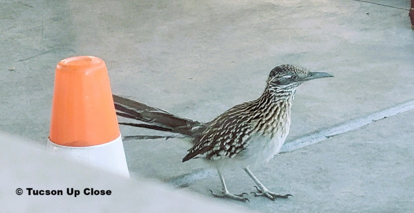roadrunner visiting a patio near a restaurant
