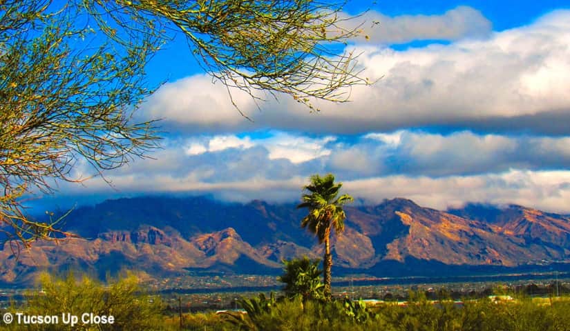 City of Tucson Arizona with palm tree in foreground and mountains as backdrop