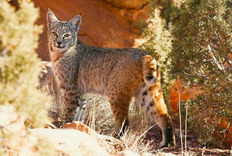 wild bobcat on a rocky hillside