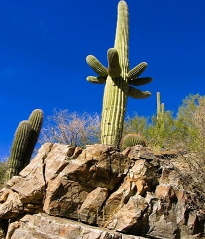 cactus on top of canyon walls