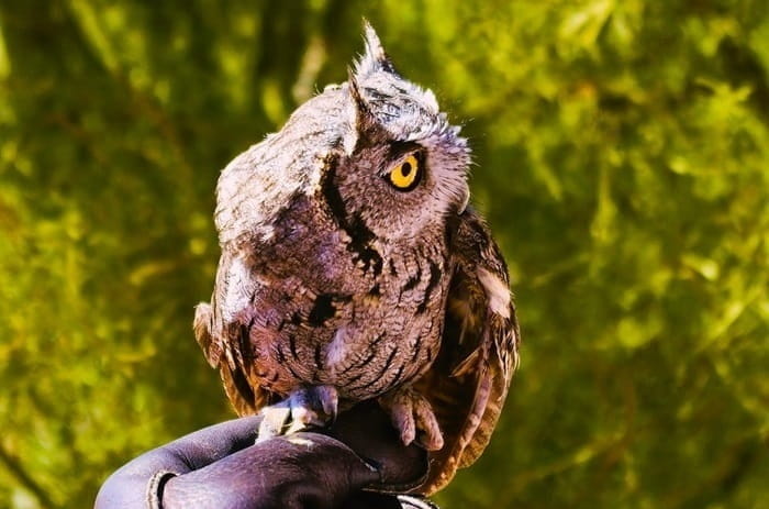 gloved hand holding a western screech owl with a background of vegetation