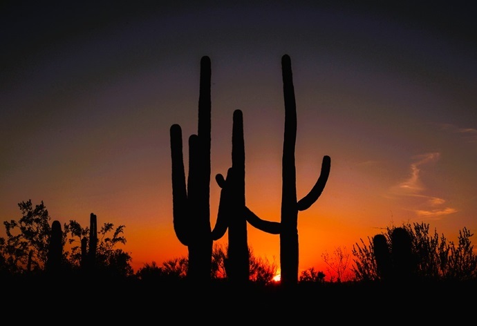 sun is setting causing a glowing sky behind tall cactus