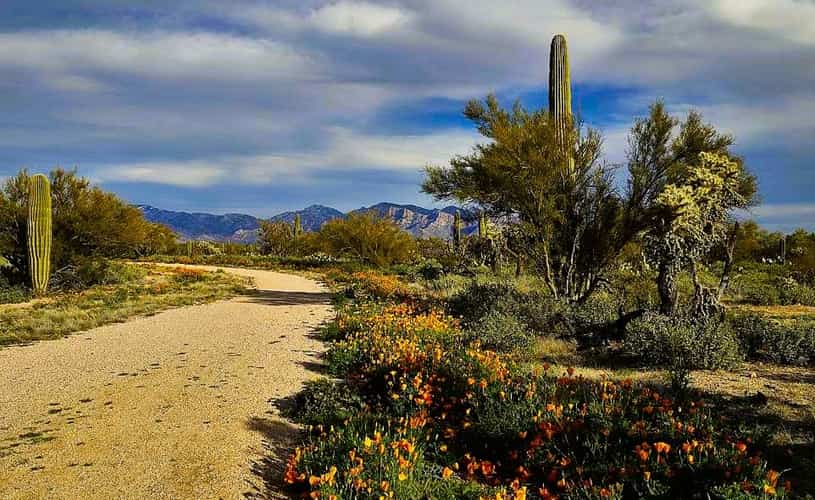dirt road wandering through the desert dirt road wandering through the desert