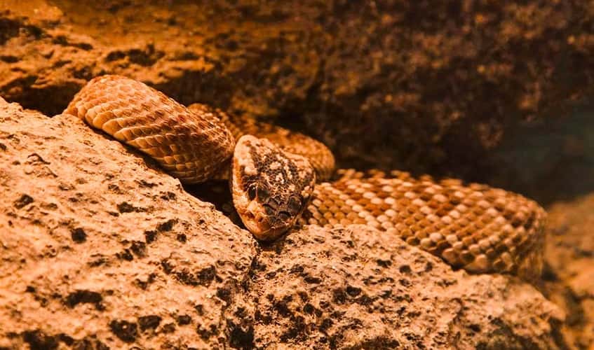 rattlesnake resting in a rocky area rattlesnake resting in a rocky area