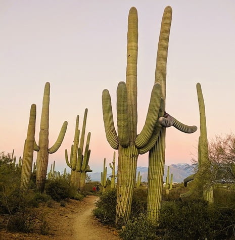 trail through Saguaro National Park Tucson Arizona