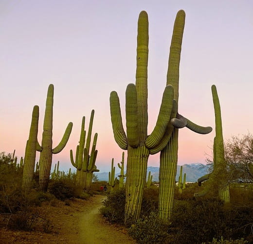 saguaro cactus along a desert trail saguaro cactus along a desert trail